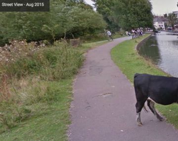 Google Street View le borró la cara a una vaca