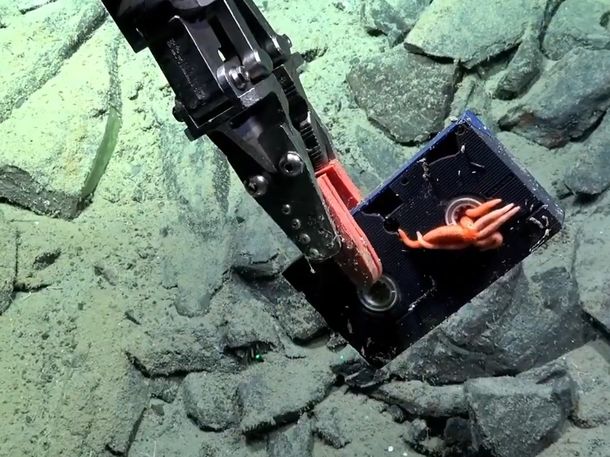 El increíble hallazgo que se vio en el stream del CONICET bajo el mar: ¡un VHS!