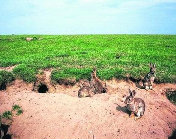Una invasión de conejos europeos en Neuquén