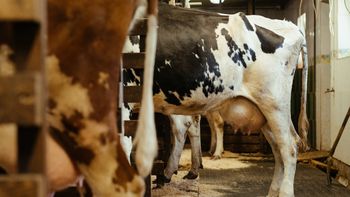 conaprole congela el precio de la leche a los tamberos hasta fin de ano conaprole congela el precio de la leche a los tamberos hasta fin de ano