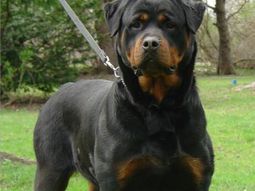 Un veterinario está grave tras ser atacado por dos rottweiler