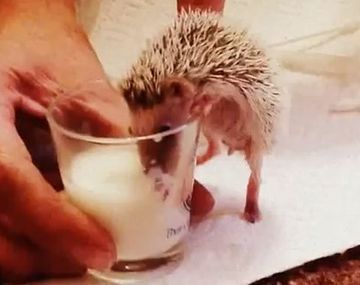 Cuidados intensivos para un erizo recién nacido