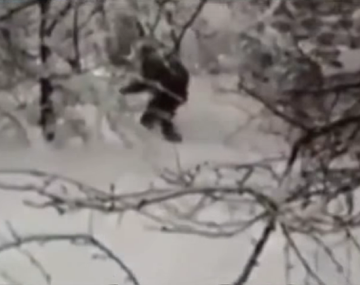 Filman a Pie Grande en un bosque de Rusia