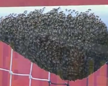 Al ángulo: un inmenso enjambre de abejas en un arco