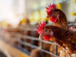 senasa dispuso el cierre de exportaciones por brote de gripe aviar senasa dispuso el cierre de exportaciones por brote de gripe aviar