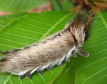 Alarma en Misiones por la aparición de oruga venenosa