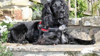 Molly, la única perra en el mundo entrenada para rescatar gatos Molly, la única perra en el mundo entrenada para rescatar gatos