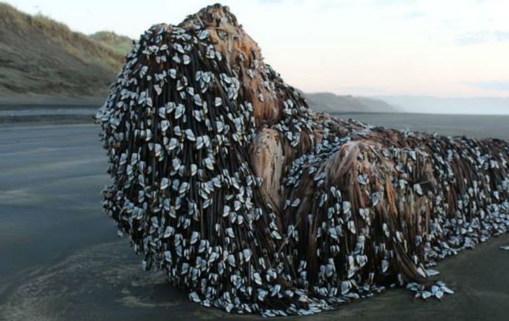 un monstruo con rastas, llamaron al objeto marino encontrado