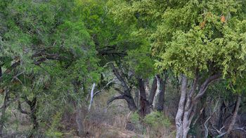¿tenes buena vista? encontra a los leopardos ¿tenes buena vista? encontra a los leopardos