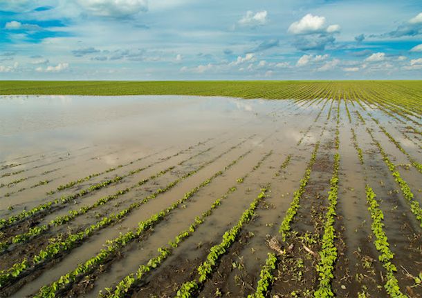 Las intensas lluvias en Uruguay afectaron plantaciones y cosechas.