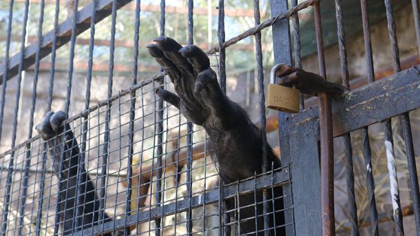 La chimpancé Cecilia será trasladada a Brasil