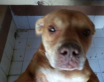Vecinos piden no sacrificar a una perra porque atacó a otro animal