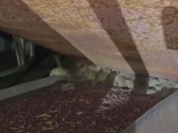 Una invasión de ratas azota al sudeste de Australia