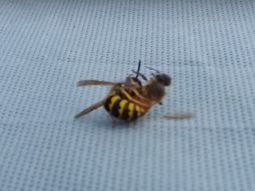 Naturaleza salvaje: el brutal momento en que una avispa parte a una abeja