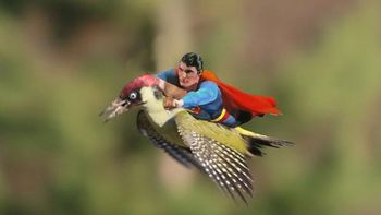 mira los mejores memes de la foto del pajaro mira los mejores memes de la foto del pajaro