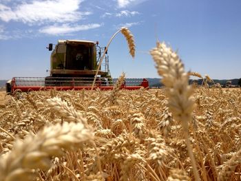 La molienda de trigo cayó 9% en mayo y las exportaciones, 52%