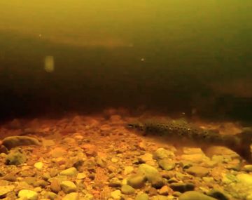 Misterio y asombro por un nuevo video que muestra al Monstruo del Lago Ness