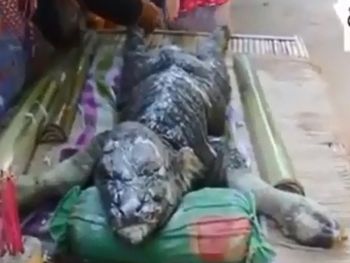 Aparición de un bufadrilo en Tailandia