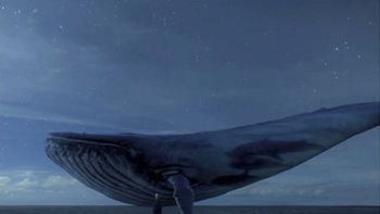 La ballena azul, el juego que llevó a adolescentes al suicidio La ballena azul, el juego que llevó a adolescentes al suicidio