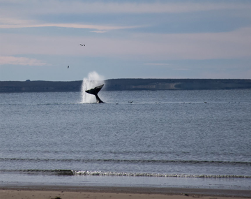 Una playa argentina para avisar ballenas. 