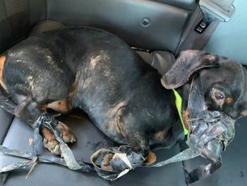 Flick fue abandonado a su suerte al costado de una ruta