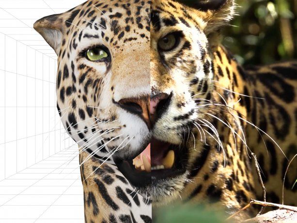 Cómo ver al yaguareté y el oso hormiguero en realidad aumentada en Google