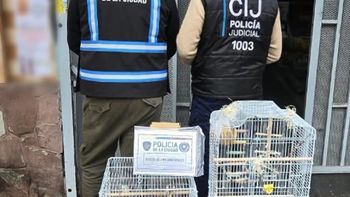 maltrato animal en villa urquiza: rescataron cuatro aves que estaban en venta en un supermercado maltrato animal en villa urquiza: rescataron cuatro aves que estaban en venta en un supermercado