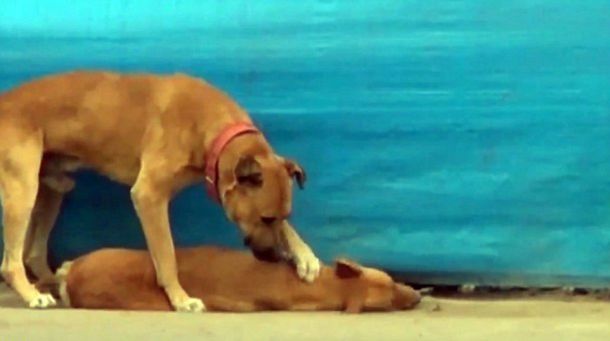 Un perro trata de despertar a su amigo que fue atropellado en medio de la calle