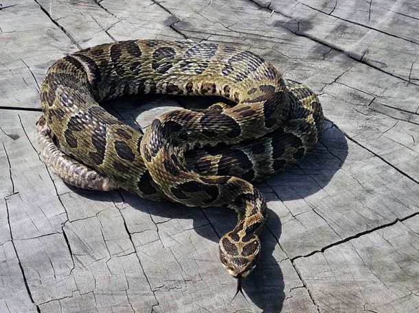 Un camionero fue mordido por una yarará, recibió tarde el antídoto y murió