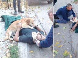 Un perro cuidó a su sueño luego de un accidente Un perro cuidó a su sueño luego de un accidente