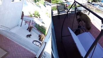 mas que valiente: un bulldog frances espanto de su casa a tres osos mas que valiente: un bulldog frances espanto de su casa a tres osos