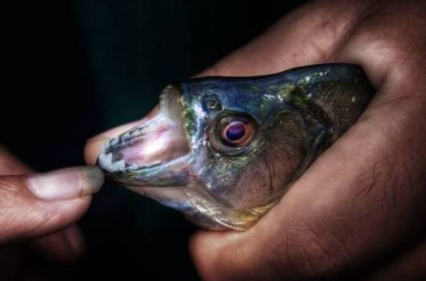 Otra vez las palometas: ahora atacaron en Posadas y dejaron cinco heridos