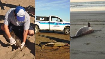 aparecieron 23 delfines muertos en los balnearios de la costa atlantica aparecieron 23 delfines muertos en los balnearios de la costa atlantica