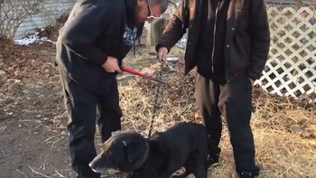 Guardians of Rescue liberó a un perro encadenado hacía 15 años Guardians of Rescue liberó a un perro encadenado hacía 15 años