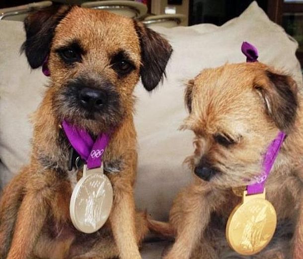 ¿De quién son estos perros olímpicos que ganaron medallas?
