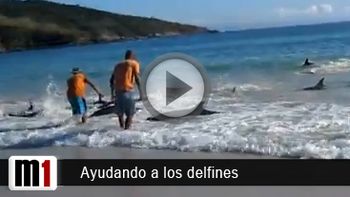 el salvataje de unos 30 delfines encallados, nuevo viral en la web el salvataje de unos 30 delfines encallados, nuevo viral en la web