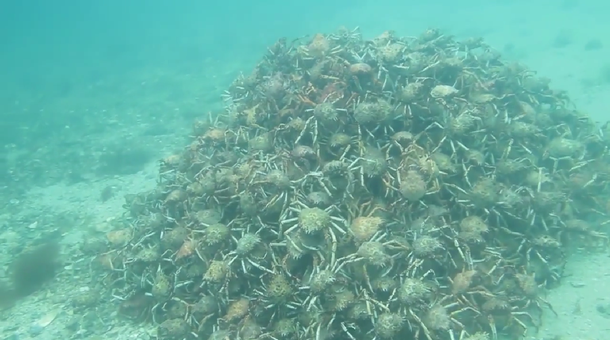 Un buceador australiano encuentra una extraña pirámide de cangrejos