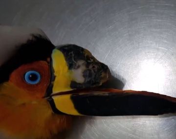 Le imprimieron un pico a un tucán para salvarle la vida