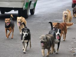 Proponen multar a quienes alimenten a perros callejeros