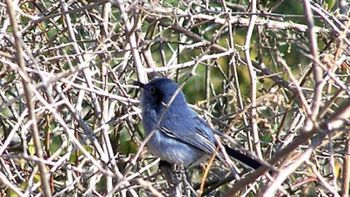 una embarazada se perdio en un monte y sobrevivio comiendo pajaros una embarazada se perdio en un monte y sobrevivio comiendo pajaros