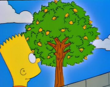 &nbsp;El truco casero para lograr que el limonero florezca con fuerza