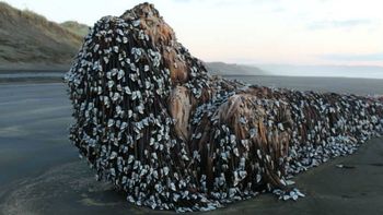 un monstruo con rastas, llamaron al objeto marino encontrado un monstruo con rastas, llamaron al objeto marino encontrado