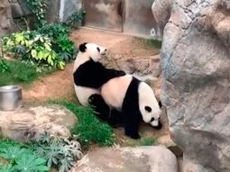 Una pareja de pandas se apareó por primera vez en 10 años