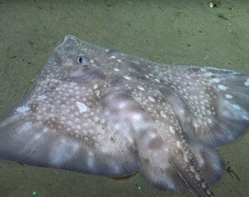 Furor total con la transmisión en vivo del fondo del océano desde Mar del Plata: cómo ver