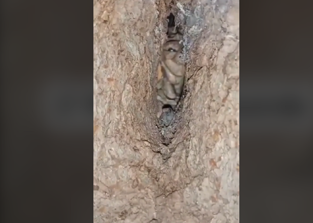 Córdoba: filmaron un supuesto duende en un árbol y se hizo viral