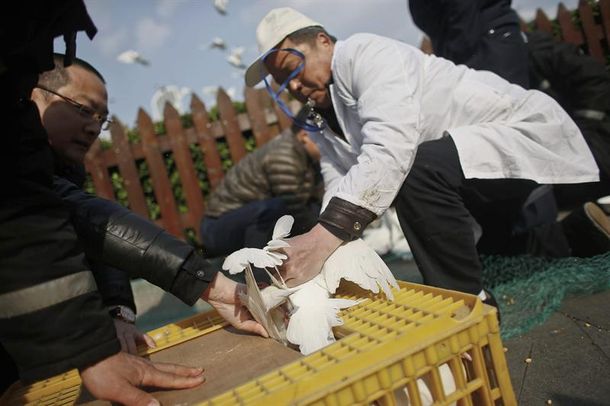Ya suman seis los muertos en China por la gripe aviar