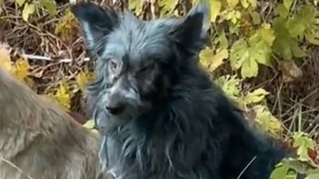 misterio y desconcierto: hallaron perros con pelaje azul en la zona de exclusion de chernobyl misterio y desconcierto: hallaron perros con pelaje azul en la zona de exclusion de chernobyl
