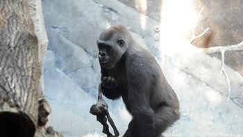 video: una gorila se niega a soltar a su cria muerta y conmueve al mundo video: una gorila se niega a soltar a su cria muerta y conmueve al mundo