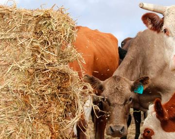 ¿Fin del maltrato animal? Crearon carne elaborada en un laboratorio