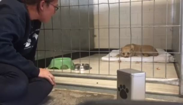 Una perrita rescatada de la calle logra vencer su depresión gracias a un chico